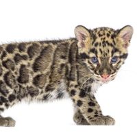 Clouded Leopard - Neofelis Nebulosa - 2 Monate (2q)