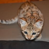 2024-04-26 Bengal-Kitten Diego (5b)